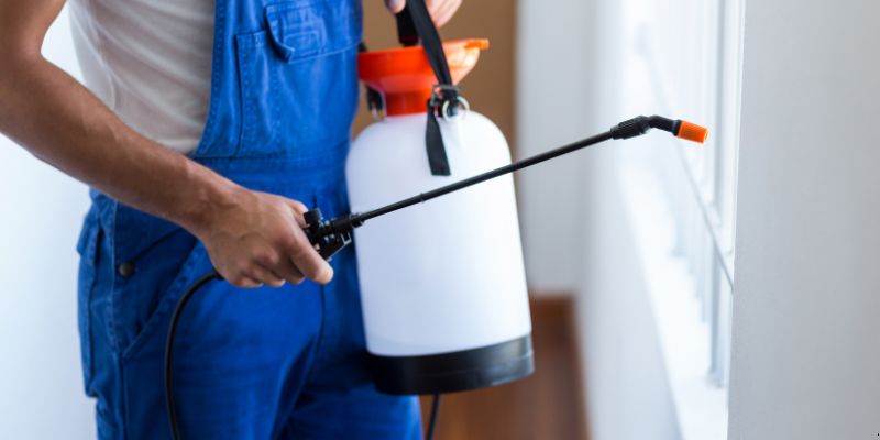 Como fazer dedetização em casa em Curitiba