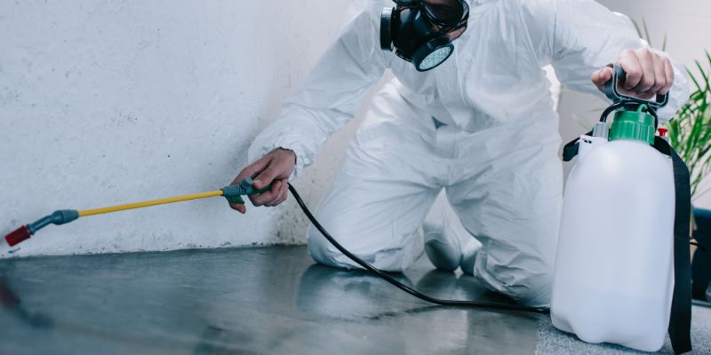 Como é Feita a Dedetização de Baratas em Curitiba: Conheça 6 Métodos Como é feita a dedetização de baratas em Curitiba